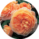 Роза 'Crown Princess Margareta'