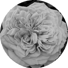Роза 'Amorosa'