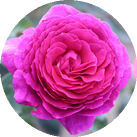 Роза 'Big Purple'