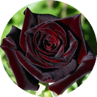 Роза 'Black Baccara'