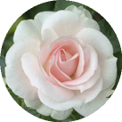 Роза 'Aspirin-Rose'