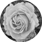 Роза 'Cremosa'