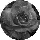 Роза 'Gartenspass'