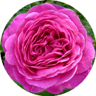Роза 'Heidi Klum Rose'