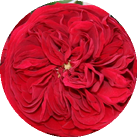 Роза 'Rotkappchen'