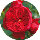 Роза 'Florentina'
