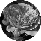 Роза 'Rosarium Uetersen'