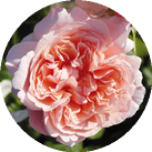 Роза 'Rose de Tolbiac'