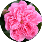 Роза 'Pink Swany'