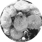 Роза 'Bouquet Parfait'
