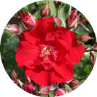 Роза 'Roter Korsar'