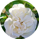 Роза 'White Meidiland'