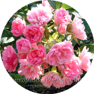 Роза 'Pink Grootendorst'