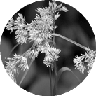 Ожика белая "Luzula nivea"