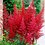 Astilbe hybr. 'Burgundy Red'