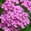 Achillea millefolium 'Skysail Bright Pink'