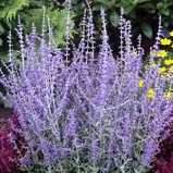 Перовския лебедолистная 'Russian Sage'