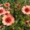 Potentilla nepalensis 'Miss Willmott'