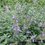 NEPETA x faassenii (mussinii) Котовник фассена (муссини)