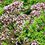 Origanum vulgare 'Compactum'