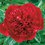 Paeonia lactiflora  'Red Magic' - пион 'Рэд Мэджик'