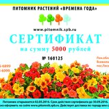 Сертификат на 5000 рублей