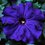 PETUNIA grandiflora 'Lupo Blue'