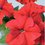 PETUNIA grandiflora 'Lupo Red'