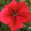 PETUNIA grandiflora 'Lupo Red'