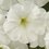 PETUNIA grandiflora 'Lupo White'