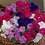 PETUNIA milliflora 'Picobella mix' - Петуния мини 'Picobella' смесь окрасок