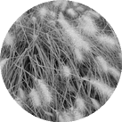 Пеннисетум (лисохвост) мохнатый
