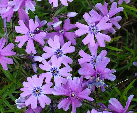 Phlox subulata Purple Beauty - Флокс шиловидный - Многолетники, купить в  Петербурге