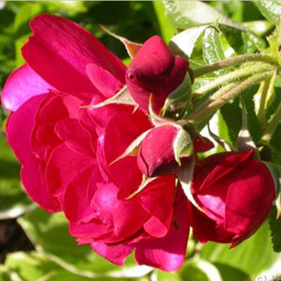 Hansaland' - Зимостойкие парковые розы в контейнерах, купить в Санкт-Петербурге, питомник растений СПб
