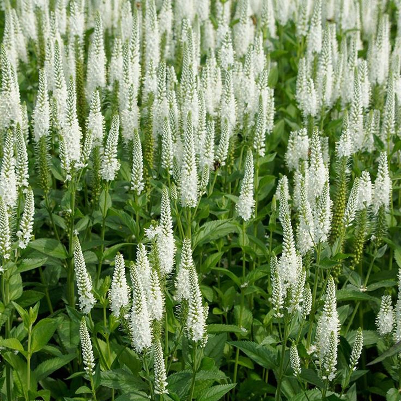 Veronica longifolia Speedwell растение