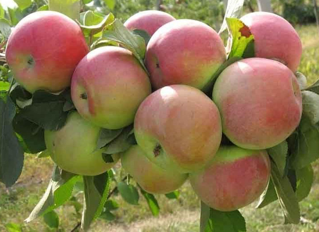 Мичуринские яблоки фото