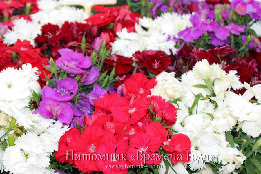 Гвоздика Dianthus Diana Mix