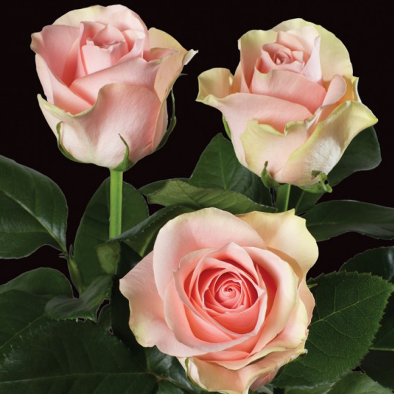 Rose Amorosa - роза - питомник растений Санкт-Петербург
